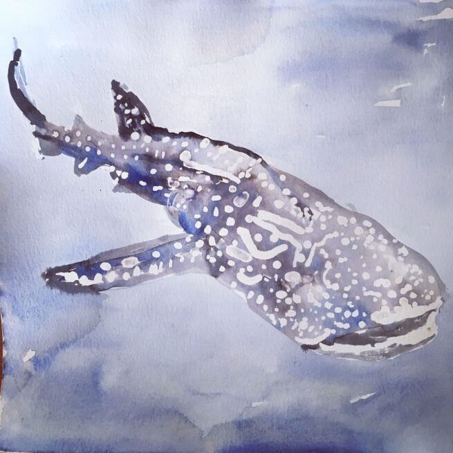 Whale Shark